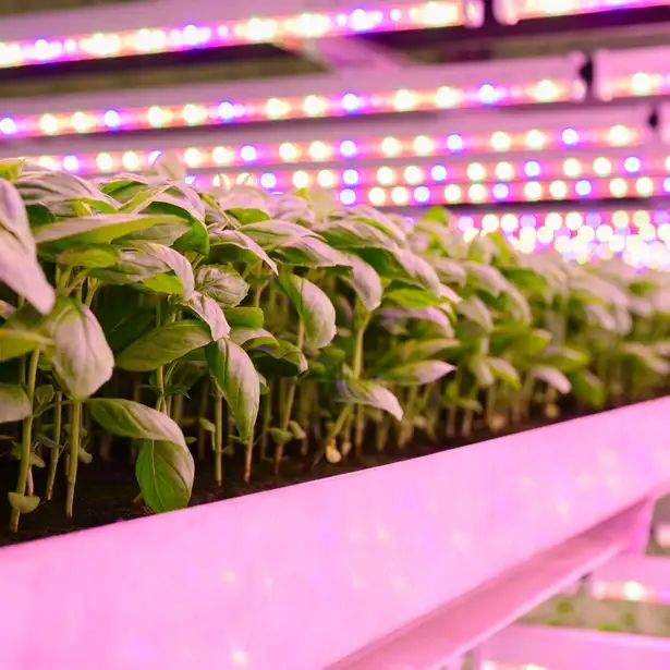 Rows of plants under LED lights in an indoor farm