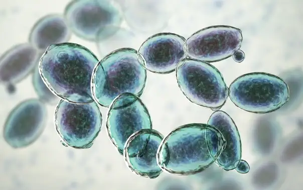 Illustration of budding yeast cells