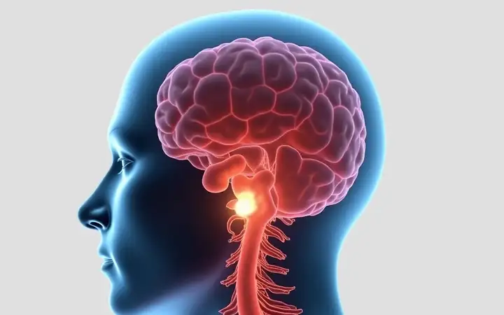 Medical illustration showing the human brain and upper spine with a focus on the highlighted vagus nerve, illustrating its pathway from the brainstem through the neck