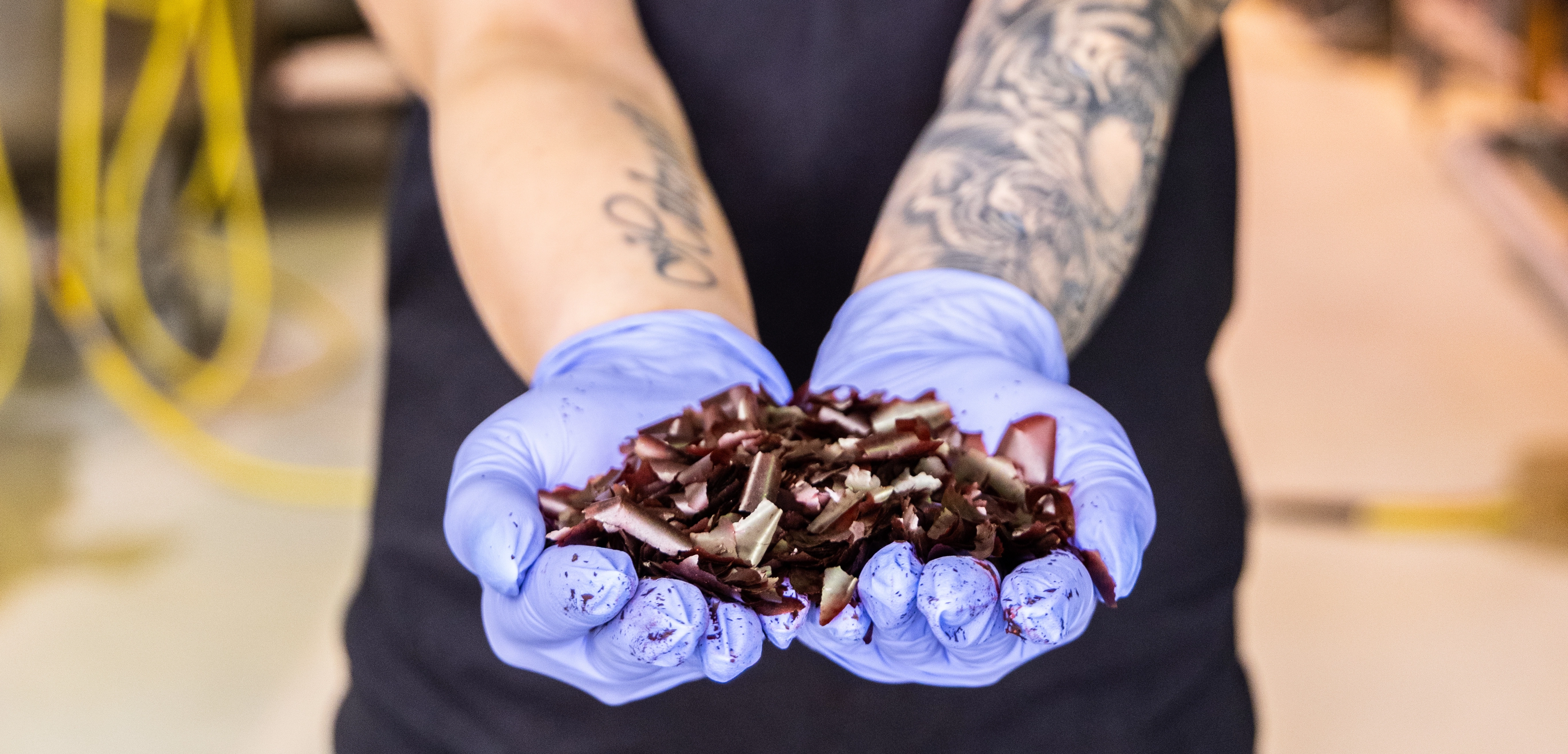 Hands with purple gloves holding algae into camera.