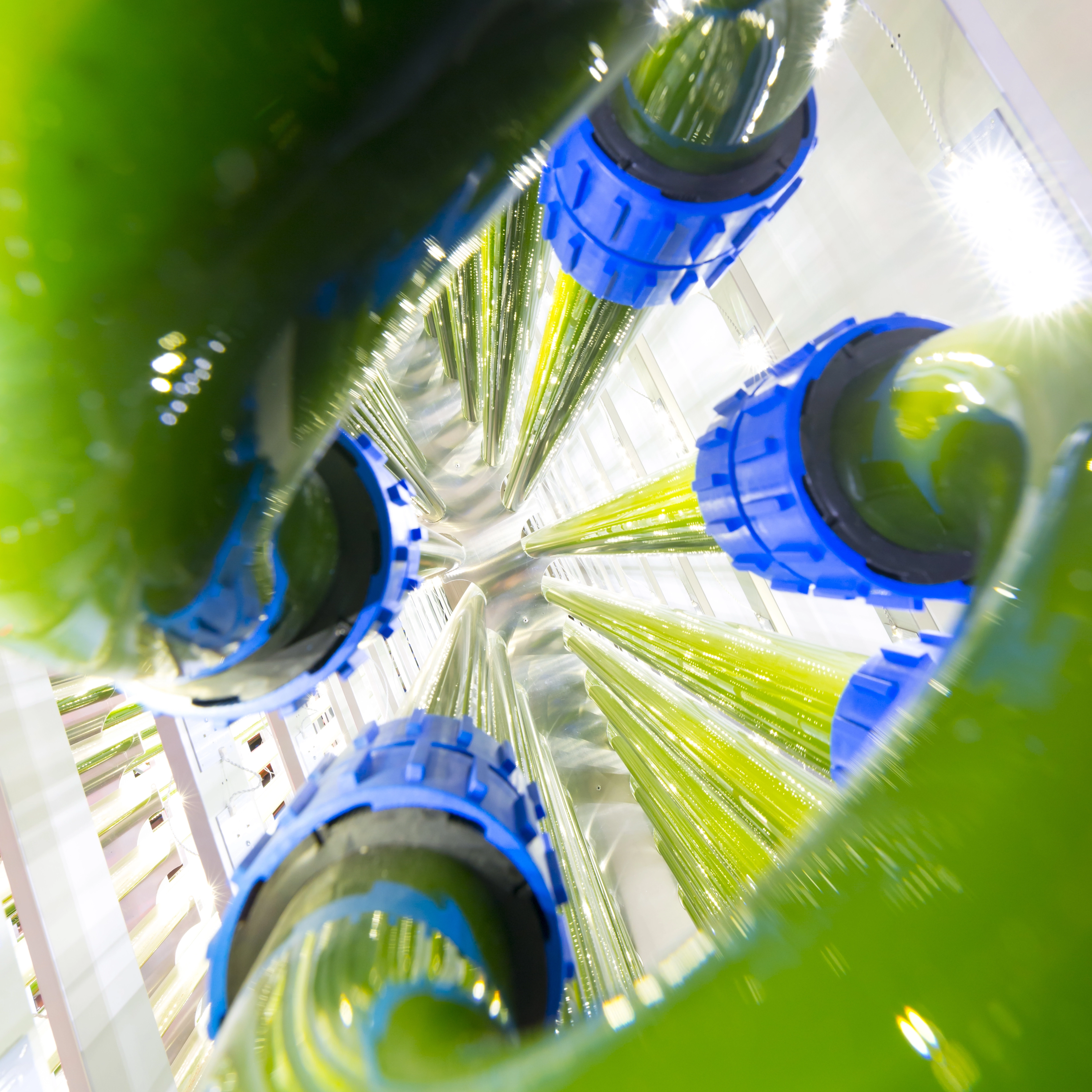 Gass tube bends growing green microalgae.