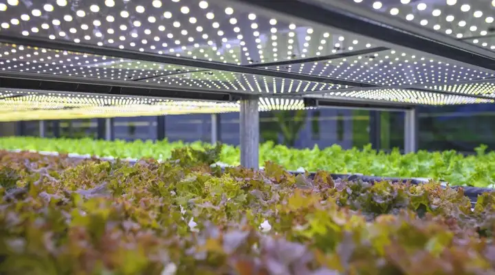 Rows of plants under LED lights in an indoor farm
