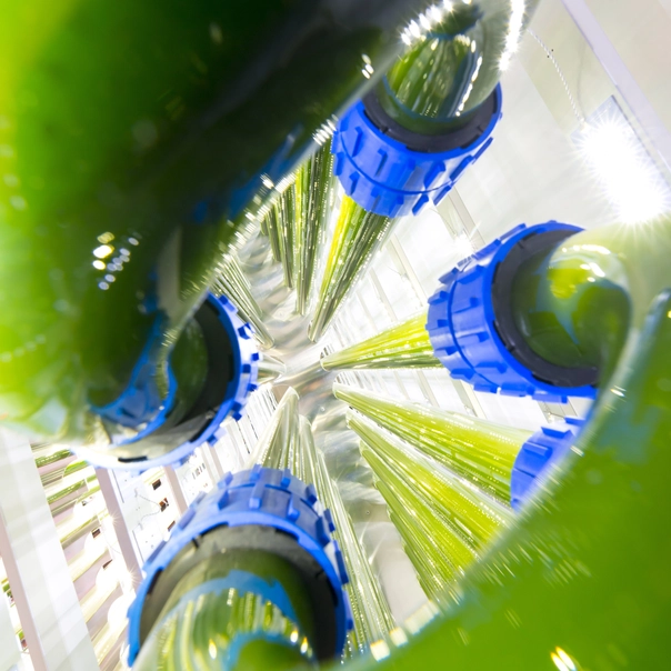 Gass tube bends growing green microalgae