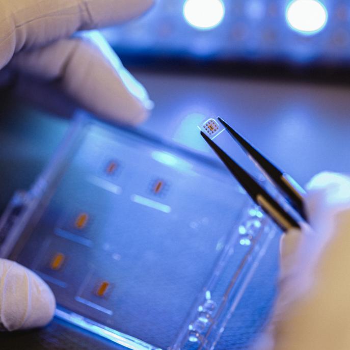 Photo showing a miniaturized implant held by tweezers, with blurry other implants on a carrier in the background. 