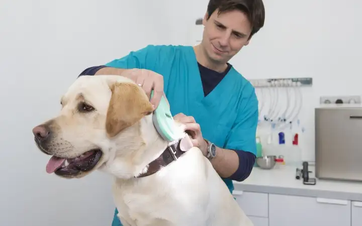 A range of RFID transponders for animal implants protected by SCHOTT glass packaging