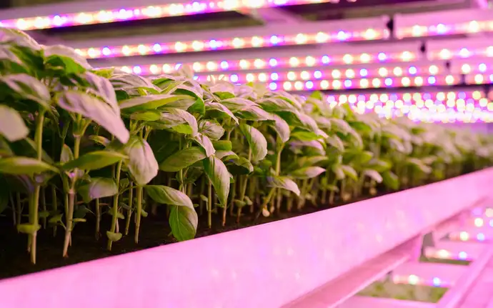 Rows of plants in an indoor farm underneath an LED lighting system 
